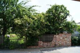 Garten Kastl 2016 (4)