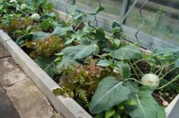 Garten Kastl 2016 (6)