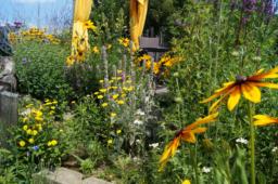 2018-09-09 Garten für Bienen (5)