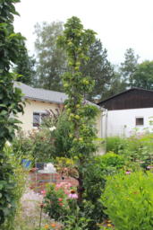 2021-07-14 Garten Sigl Konrad (2)