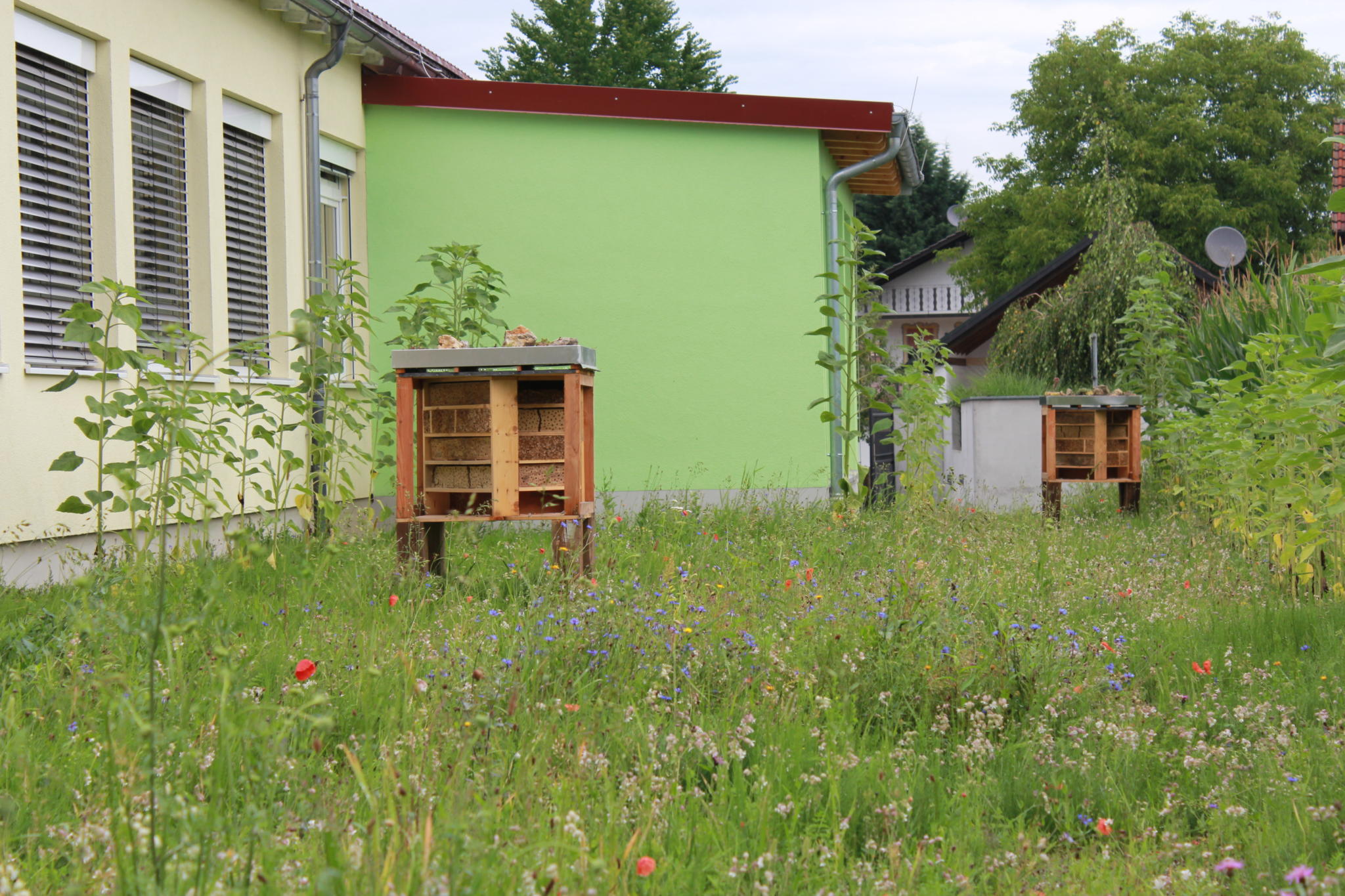  Kindergarten - Naturerlebnisraum Blumenwiese angelegt - Mein Mühlhausen Illustration 